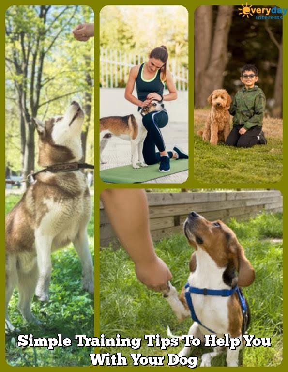 Simple Training Tips To Help You With Your Dog | Every Day Interests