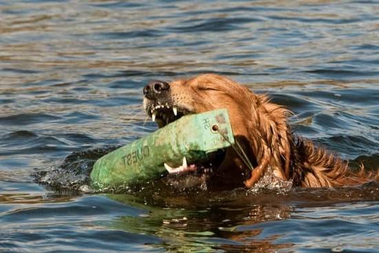 Aggressive Dog Board And Train | Every Day Interests