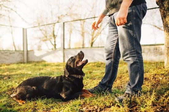 At What Age Can A Dog Be Fully Potty Trained Every Day Interests