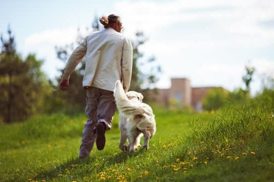 become-a-service-dog-trainer-every-day-interests