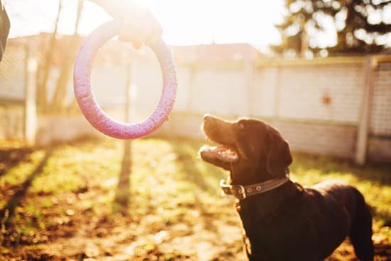 dog-agility-training-baltimore-every-day-interests