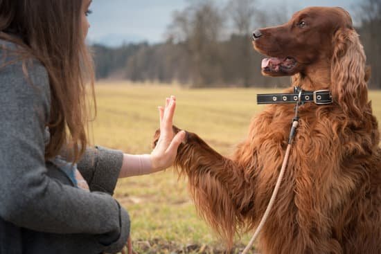 Best Dog Boarding Training Near Me | Every Day Interests