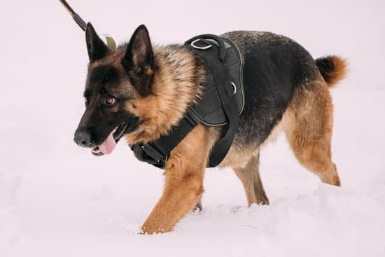 Best Dog Training Collar For Multiple Dogs