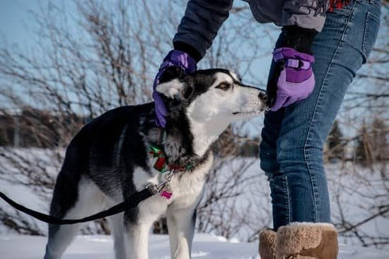 best-house-training-for-dogs-every-day-interests