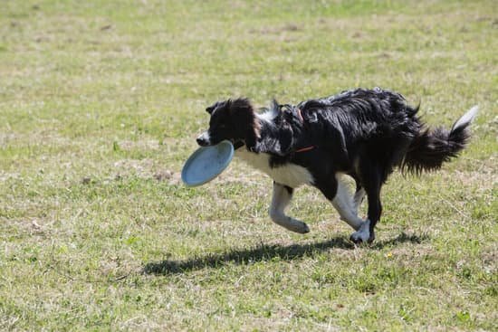 best-service-dog-training-near-me-every-day-interests