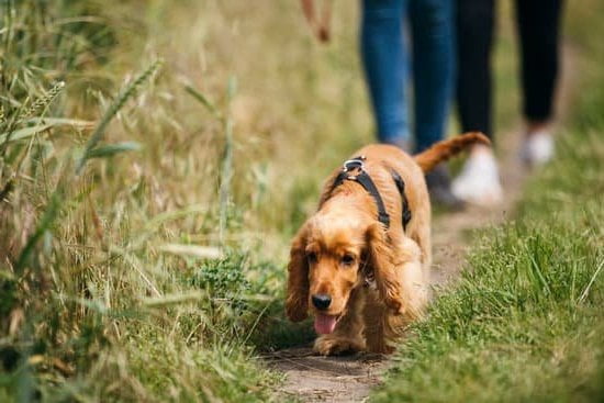 Best Shock Collar For Training Large Dogs Every Day Interests   Best Shock Collar For Training Large Dogs 