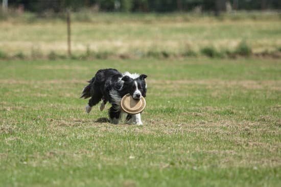 best-way-to-crate-train-a-dog-with-separation-anxiety-every-day-interests