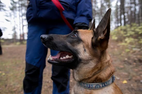 can-a-dog-be-trained-to-use-cat-litter-every-day-interests