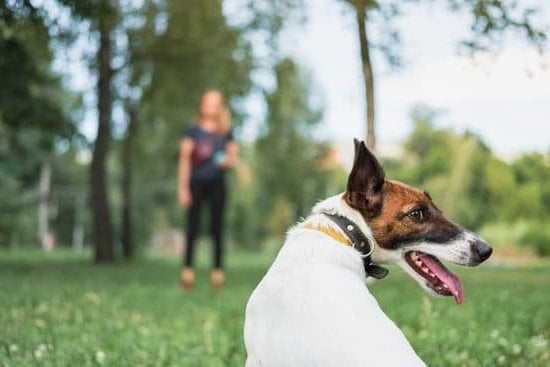 can-dogs-be-trained-not-to-go-pee-every-day-interests