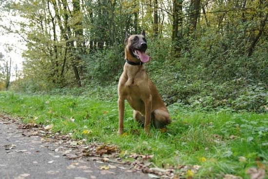 can-dogs-be-trained-to-poop-in-one-place-every-day-interests