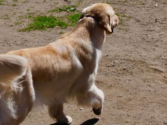 Can Dogs Go On The Auto Train To Florida | Every Day Interests