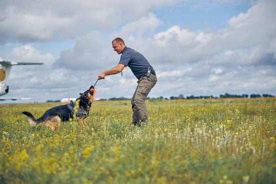 can-i-train-a-3-year-old-dog-every-day-interests