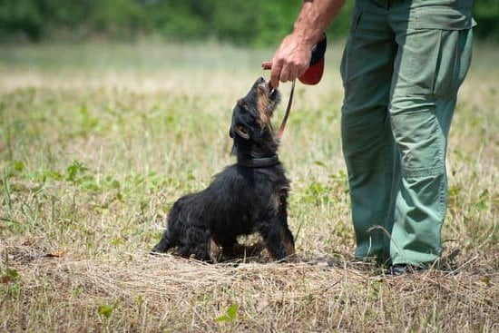 can-i-train-a-4-year-old-dog-every-day-interests