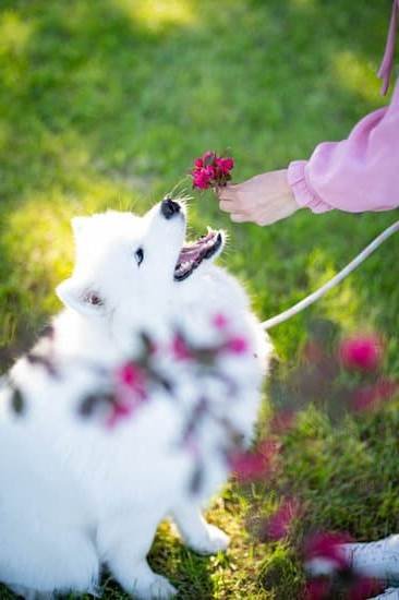 Can Small Dogs Be Trained To Use A Litter Box | Every Day Interests