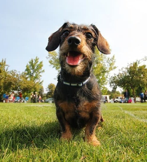 Can You Train A Dog Not To Eat Poop | Every Day Interests