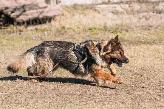  Can You Train Aggression Out Of A Dog Every Day Interests