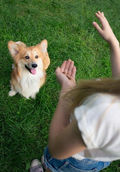 can-you-train-dog-to-poop-in-one-spot-every-day-interests