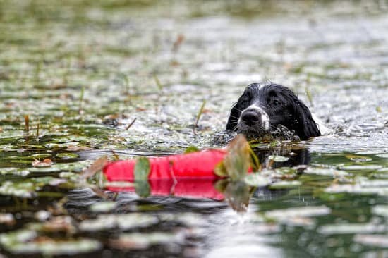 can-you-train-your-own-service-dog-every-day-interests