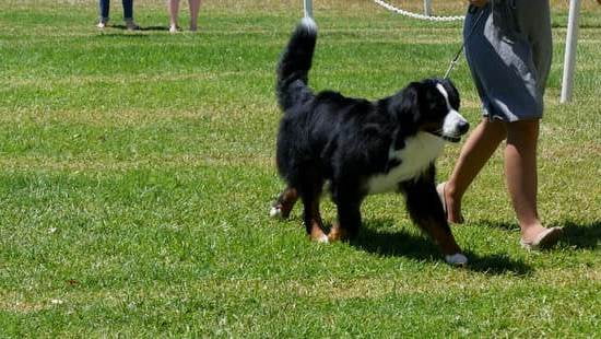 comfort-therapy-dog-training-every-day-interests