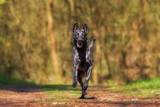 crate-training-for-aggressive-dogs-every-day-interests