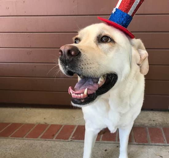 Dog Easiest To House Train Every Day Interests