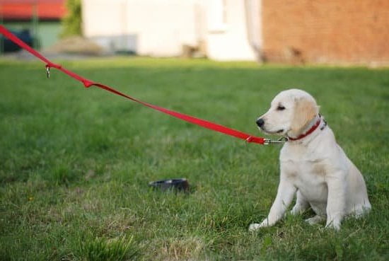 dog-trainer-aggression-near-me-every-day-interests