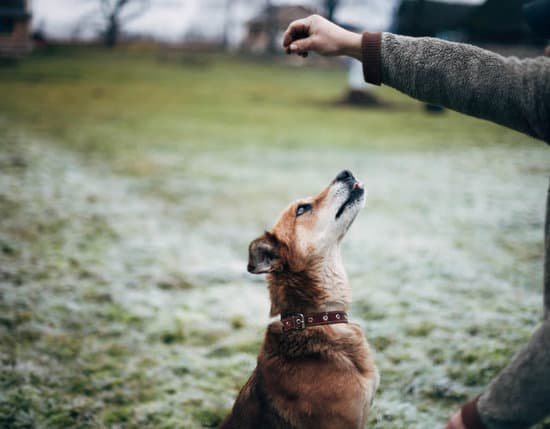 dog-training-costa-mesa-every-day-interests