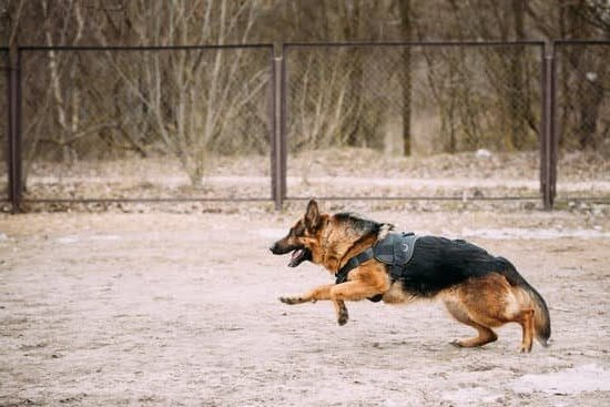 Esa Service Dog Training