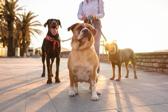 How Can You Become A Service Dog Trainer