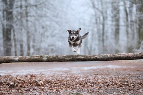 How Long Does Dog Training Take 