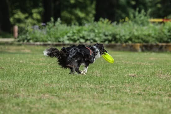 how-to-potty-train-an-outside-dog