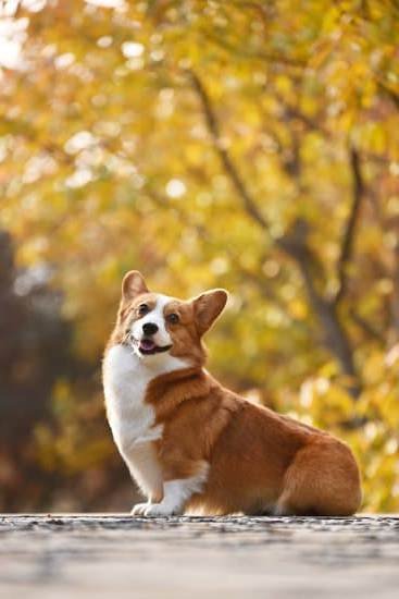 How Long Does Potty Training Take Dog Every Day Interests