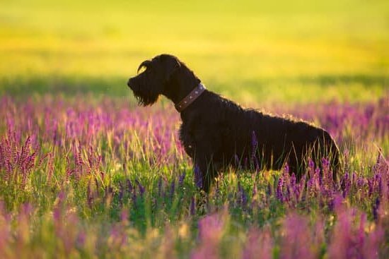 How Long Until A Dog Is Potty Trained Every Day Interests