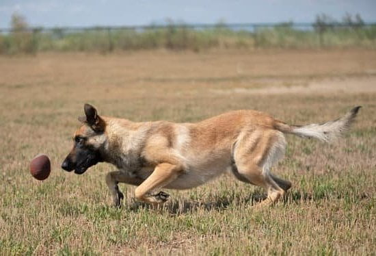 how-much-do-petsmart-dog-training-classes-cost-every-day-interests