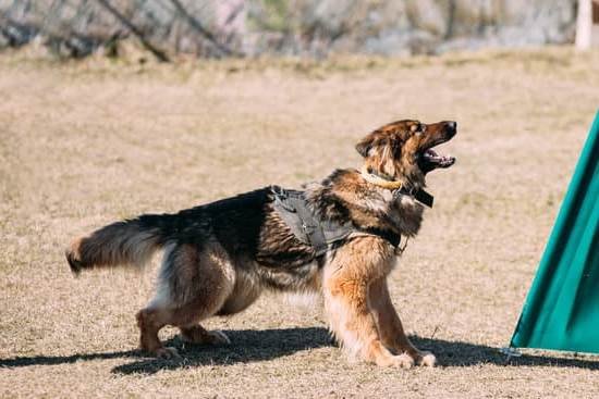 how-much-is-adult-dog-training-in-petco-every-day-interests