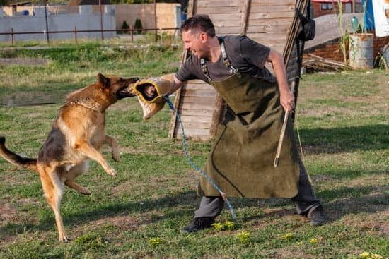 how-old-can-you-crate-train-a-dog-every-day-interests