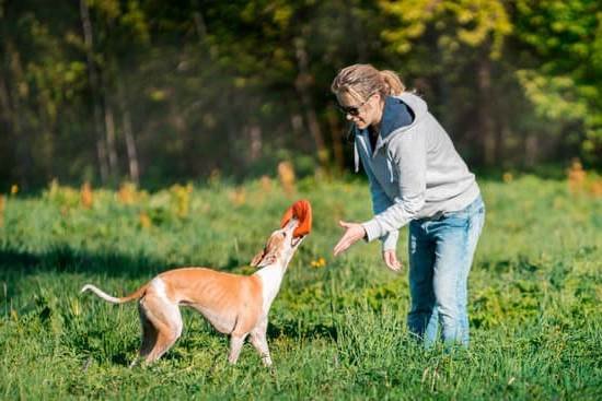 How Become A Service Dog Trainer | Every Day Interests