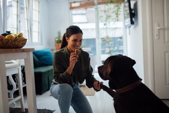 how-to-become-a-therapy-dog-trainer-every-day-interests