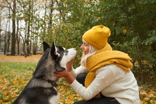 how-to-get-dog-trained-to-be-therapy-dog-every-day-interests