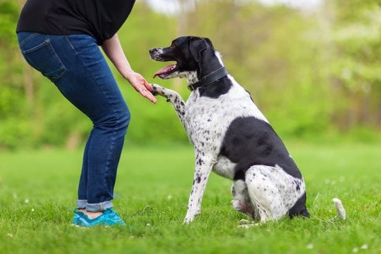 how-to-get-my-dog-trained-as-a-service-animal-every-day-interests