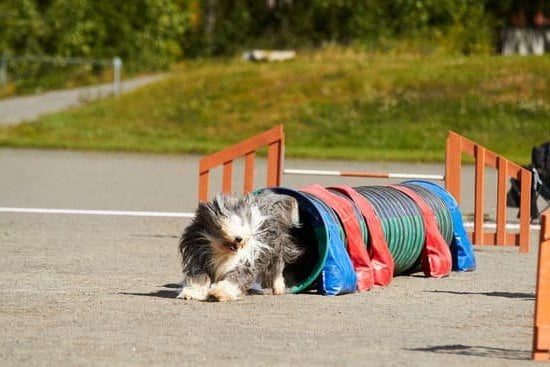 how-to-get-therapy-dog-training-every-day-interests