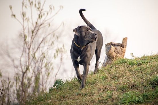 how-to-leash-train-a-feral-dog-every-day-interests