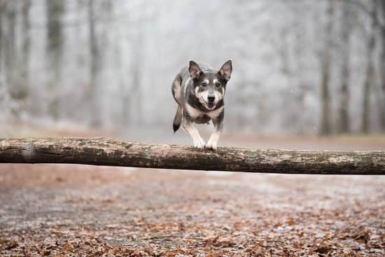 how-to-potty-pad-train-your-dog-every-day-interests