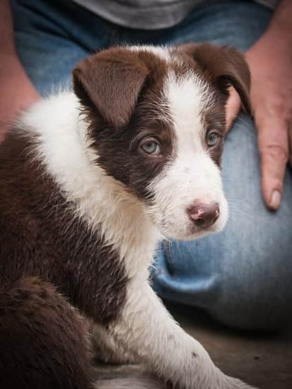 how-to-potty-train-a-dog-to-use-puppy-pads-every-day-interests