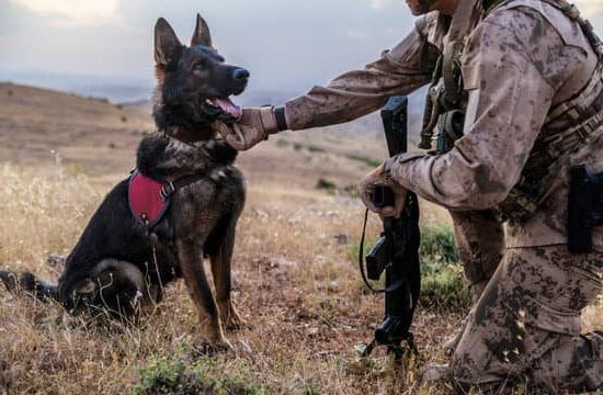 How To Train A Boxer To Be A Guard Dog 