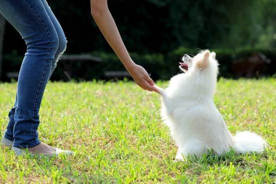 how-to-train-a-dog-pee-and-poop-outside-every-day-interests