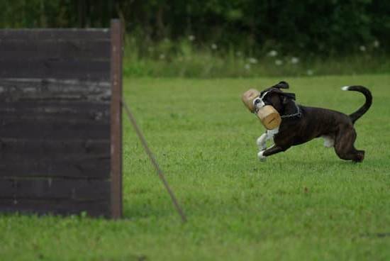 How To Train A Dog Ring Bell When Go Outside | Every Day Interests