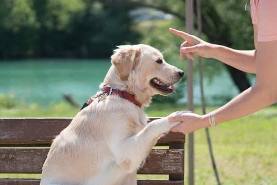 how-to-train-dog-to-use-pee-pad-every-day-interests