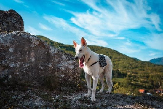 how-to-train-dog-using-e-collar-every-day-interests