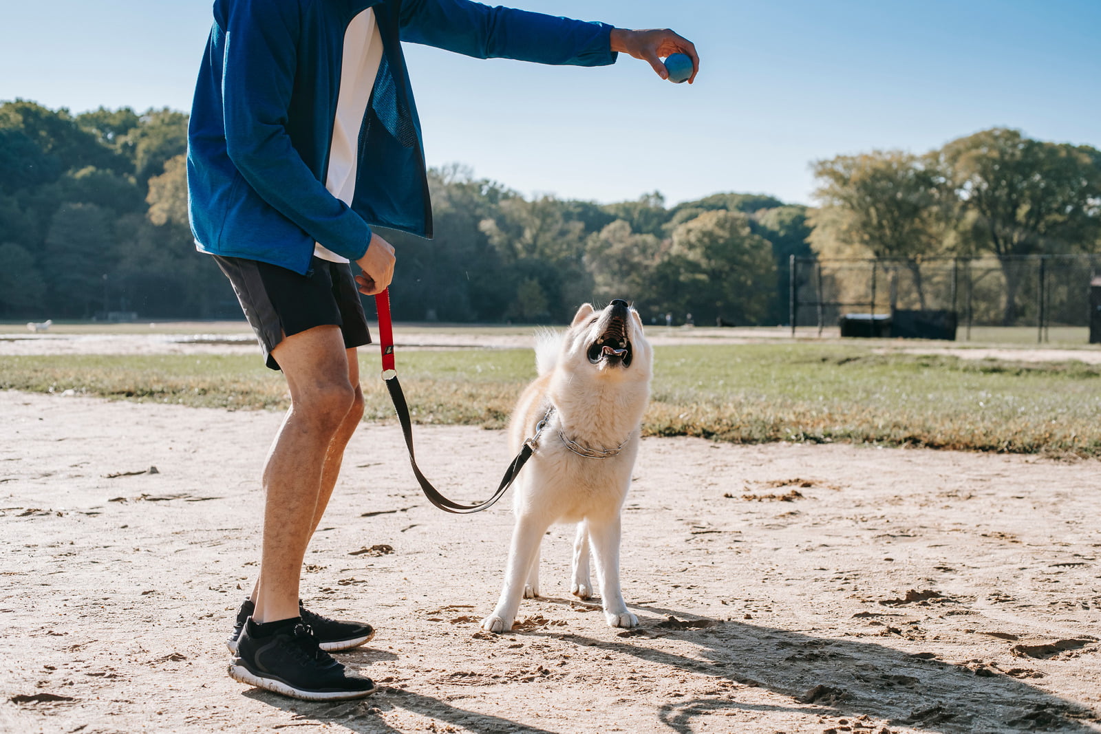 how-to-train-male-dog-to-stop-marking-every-day-interests